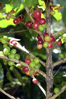 Rafael: Coffee Berries