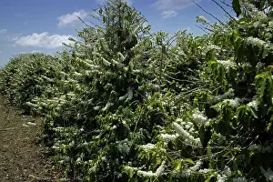 Arabica: Coffee Blossoms