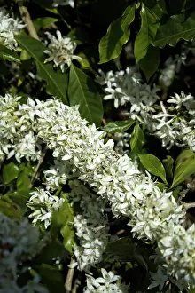 Arabica: Coffee blossoms