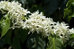 Arabica: Coffee blossoms