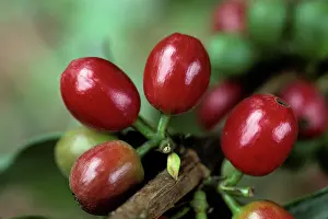 Cherries: Coffee cherries