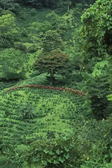 Coffee: Coffee Fields