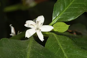 Caffeine: Coffee Flower