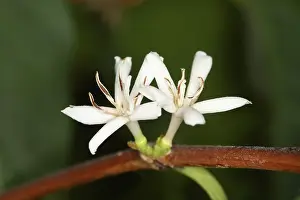 Caffeine: Coffee Flowers