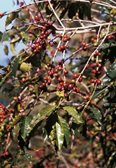 Beans: Coffee fruits