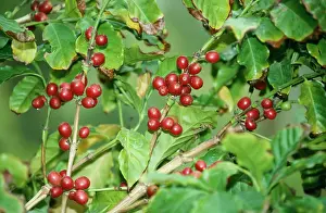 Arabica: Coffee Plant - with berries getting ripe. Originally