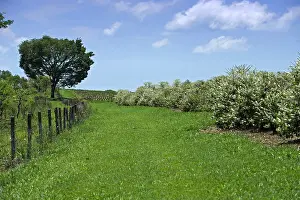 Arabica: Coffee Plantation