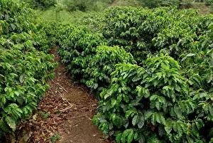 Rican: Coffee Plantation, Costa Rica