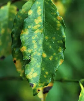 Necroses: Coffee rust (Hemileia vastatrix)