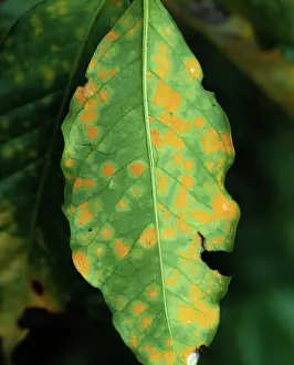 Arabica: Coffee rust (Hemileia vastatrix)