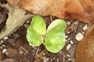 Coffea: Coffee Seedling