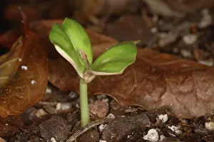 Coffea: Coffee Seedling
