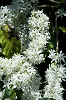 Arabica: Coffee Tree Blossoms