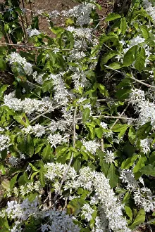 Arabica: Coffee Tree Blossoms