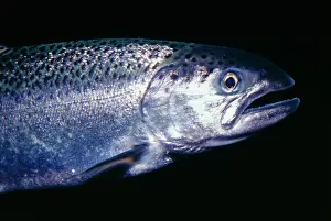 Coho: Coho / Silver Salmon