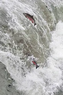 Coho: Coho / Silver Salmon - attempting to jump falls