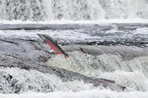 Coho: Coho / Silver Salmon - jumping small falls while