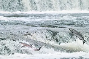 Coho: Coho / Silver Salmon - jumping small falls while