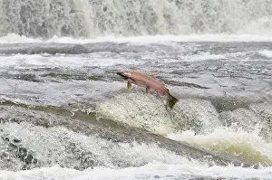 Coho: Coho / Silver Salmon - jumping small falls while