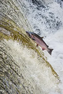 Coho: Coho or silver salmon (Oncorhynchus kisutch) during