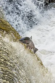 Coho: Coho or silver salmon (Oncorhynchus kisutch) during