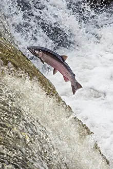 Spawning: Coho or silver salmon (Oncorhynchus kisutch) during