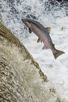 Spawning: Coho or silver salmon (Oncorhynchus kisutch) during