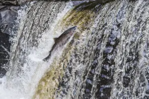 Spawning: Coho or silver salmon (Oncorhynchus kisutch) during