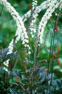 Simplex: Cohosh