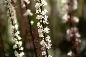 Simplex: Cohosh