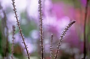 Simplex: Cohosh