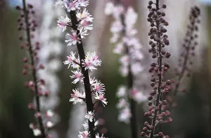 Feminine: Cohosh
