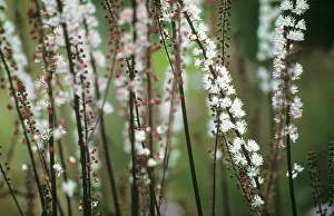 Simplex: Cohosh