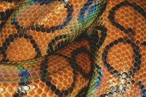 Boas: Coils of a Brazilian rainbow boa