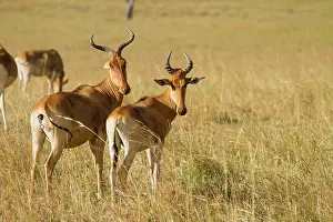 Hartebeest: Coke's Hartebeest