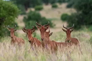 Hartebeest: Cokes hartebeest (Alcelaphus buselaphus cokii)