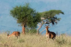 Hartebeest: Coke's hartebeest (Alcelaphus buselaphus cokii)