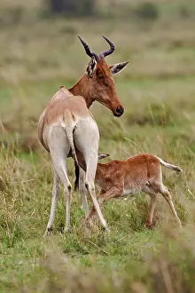Hartebeest: Coke's Hartebeest with baby nursing, Maasai