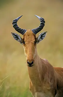 Hartebeest: Cokes HARTEBEEST- close-up