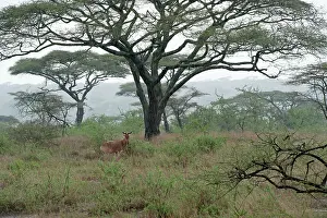 Hartebeest: Coke's Hartebeest - standing in rain