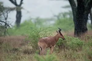 Hartebeest: Coke's Hartebeest - standing in rain