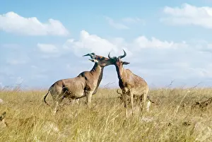 Hartebeest: Coke's hartebeests - allogrooming