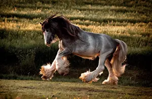 Gypsy: Cold-blood Tinker horse gallops dynamically, long