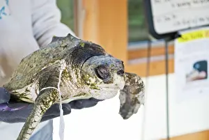 Rehabilitation: Cold Stunned Sea Turtle