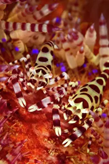 Shellfishes: Coleman Shrimp - on Sea Urchin