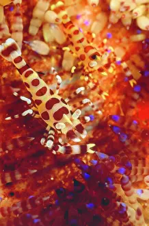 Douglas David Seifert: ColemanIs Shrimp - pair in a Fire Urchin