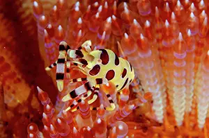 Fire: Coleman's Shrimp in Fire Urchin