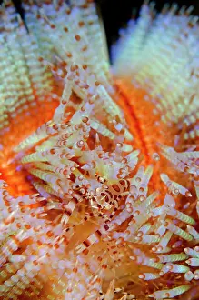Painful: Coleman's Shrimp in Fire Urchin (Asthenosoma varium)