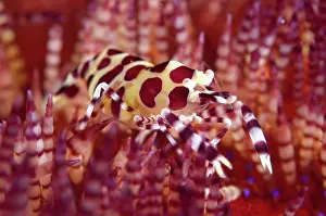 Spine: Coleman's Shrimp - on Fire Urchin (Asthenosoma varium)