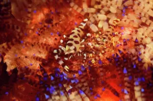 Douglas David Seifert: Coleman's Shrimp - pair in a Fire Urchin